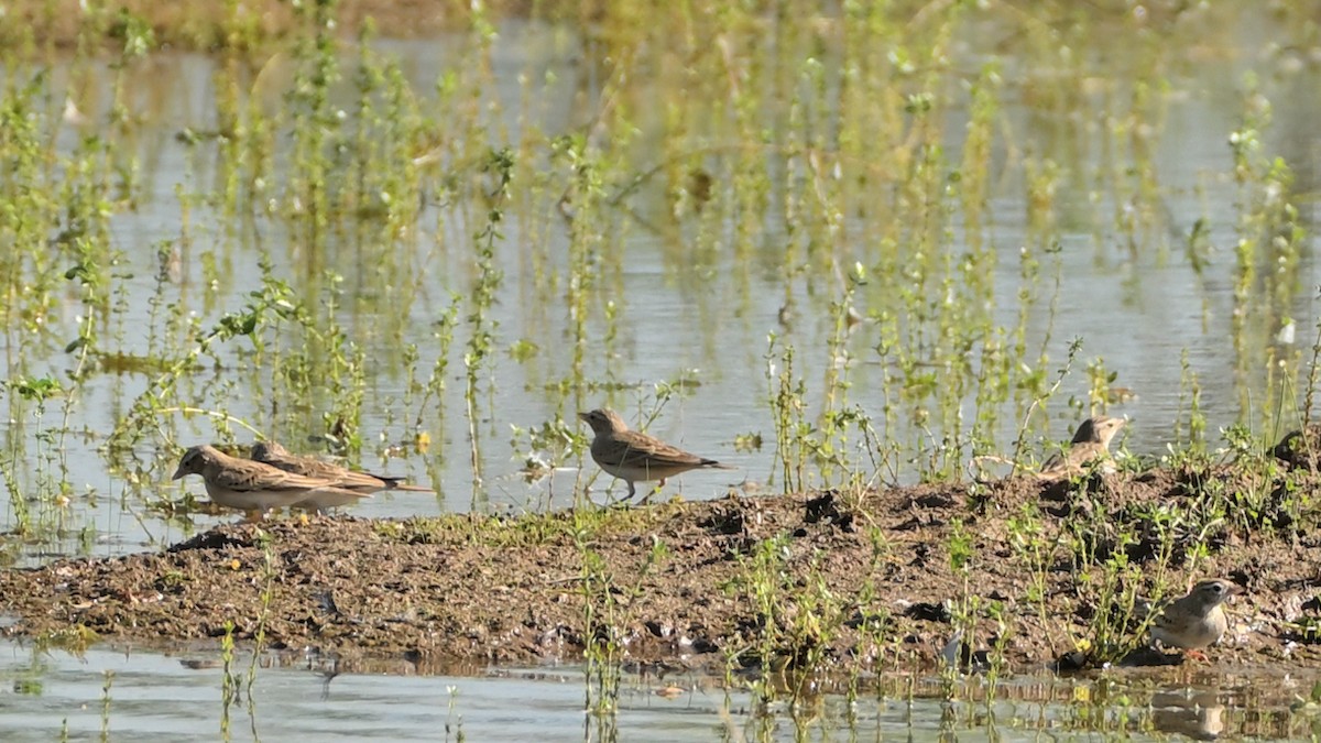 Greater Short-toed Lark - ML642676786