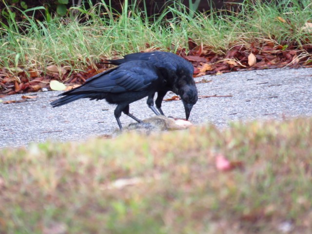American Crow - ML642676801