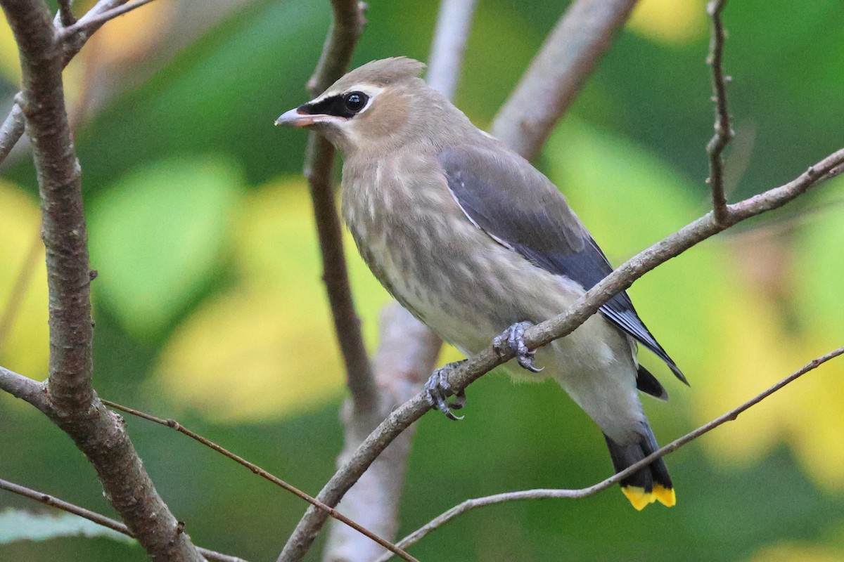 Cedar Waxwing - ML642676806