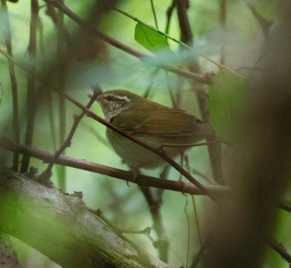 Sakhalin Leaf Warbler - ML642676809