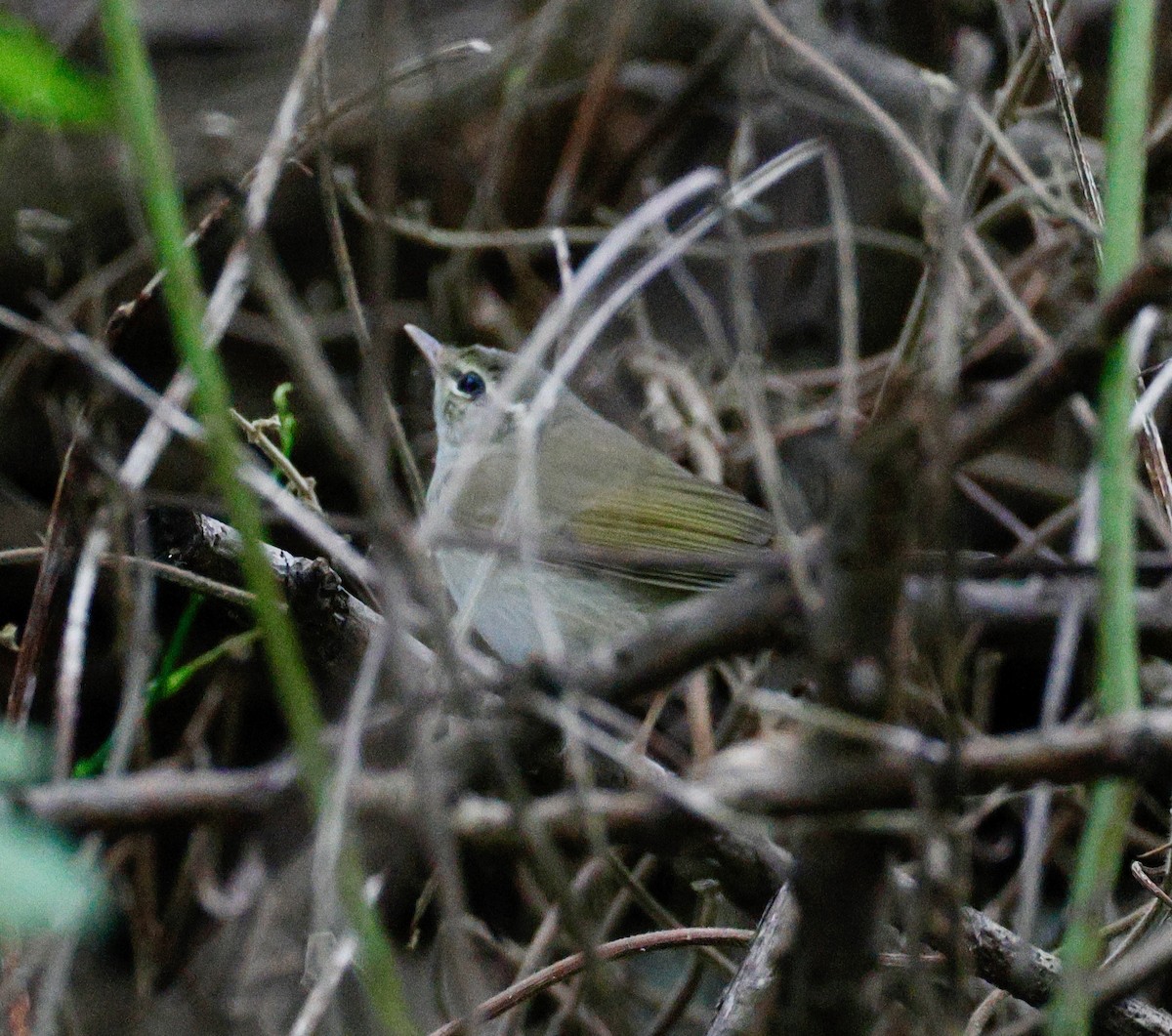 Sakhalin Leaf Warbler - ML642676811