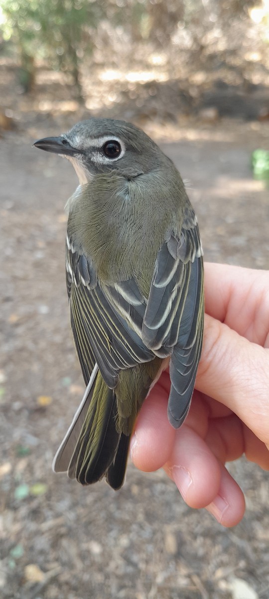 Cassin's Vireo - ML642676835
