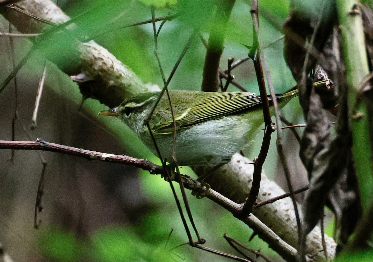 Eastern Crowned Warbler - ML642676841