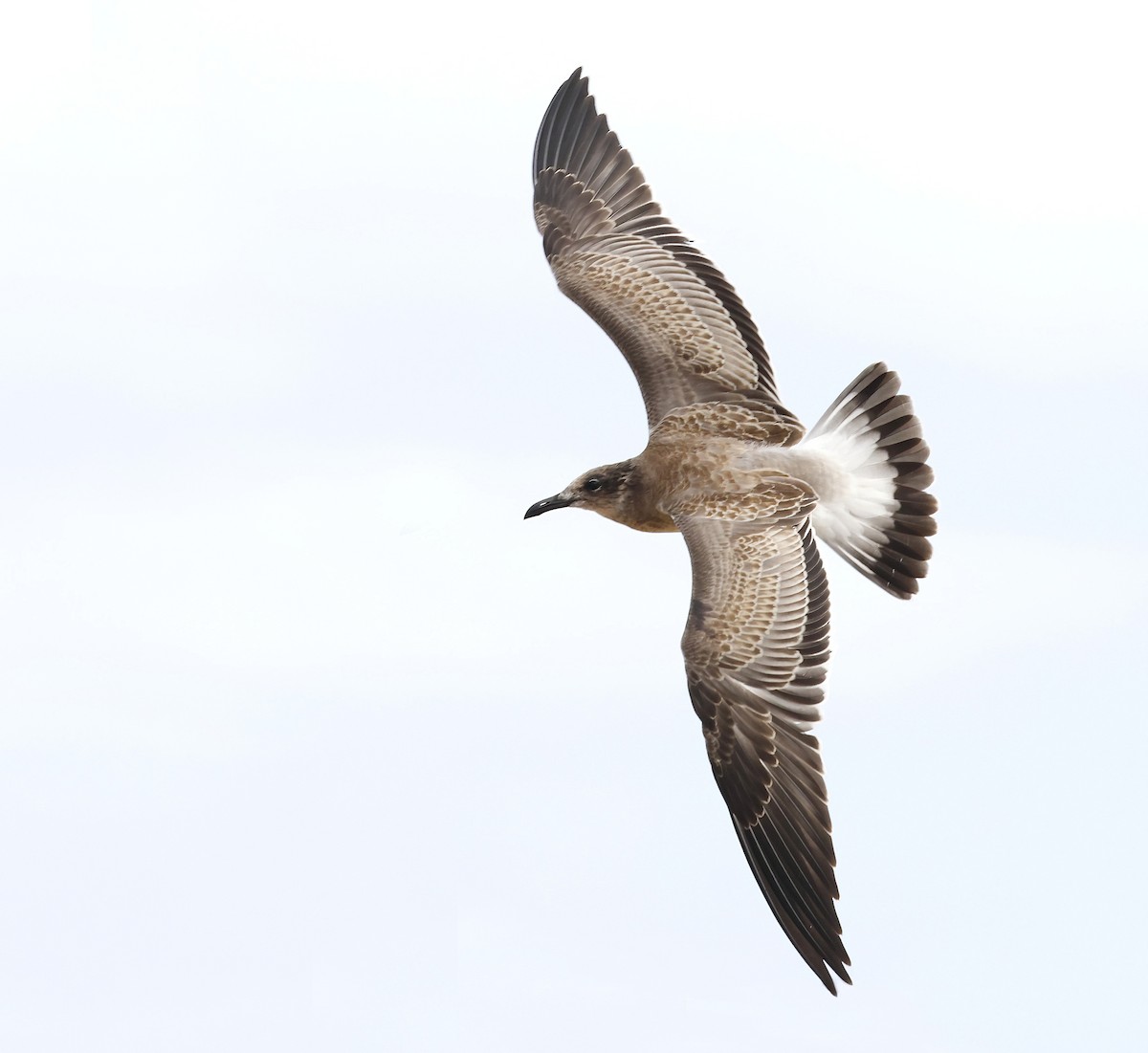 Laughing Gull - ML642676844