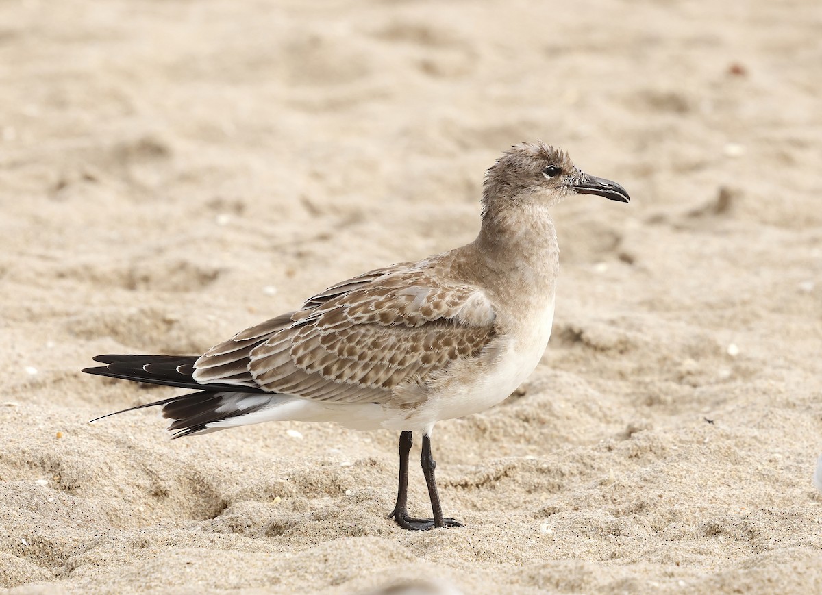 Laughing Gull - ML642676845