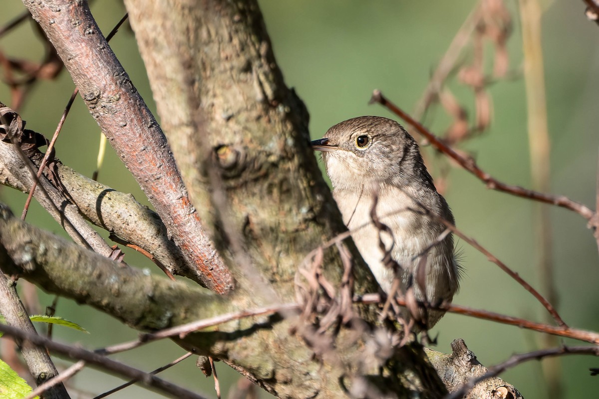 Northern House Wren - ML642676850