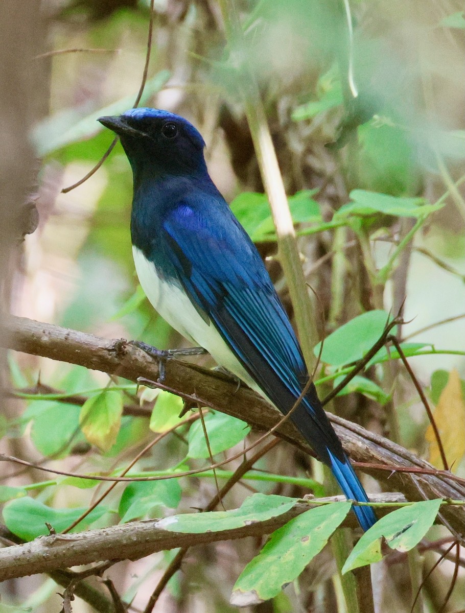 Blue-and-white Flycatcher - ML642676868
