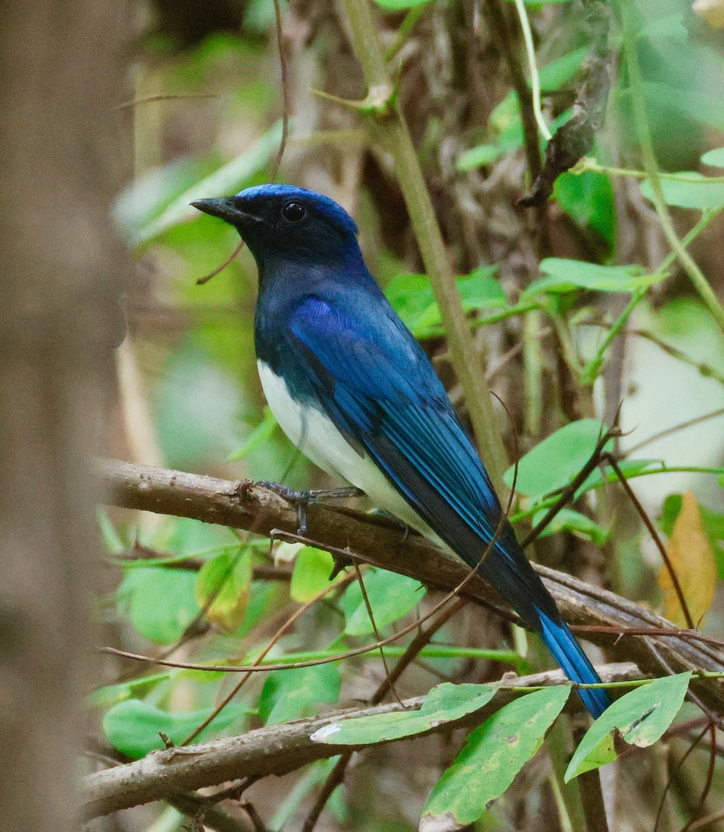 Blue-and-white Flycatcher - ML642676869