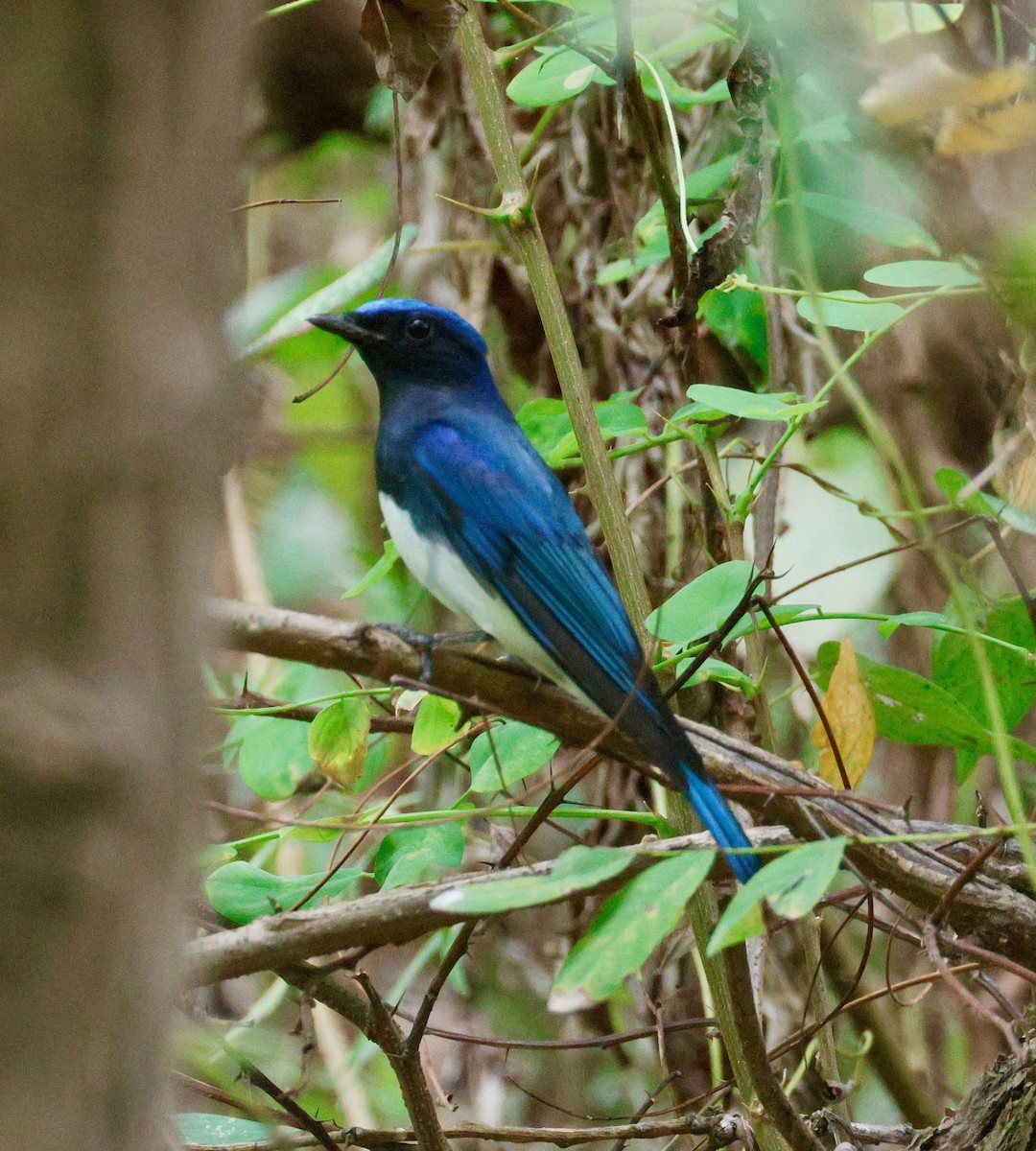 Blue-and-white Flycatcher - ML642676870