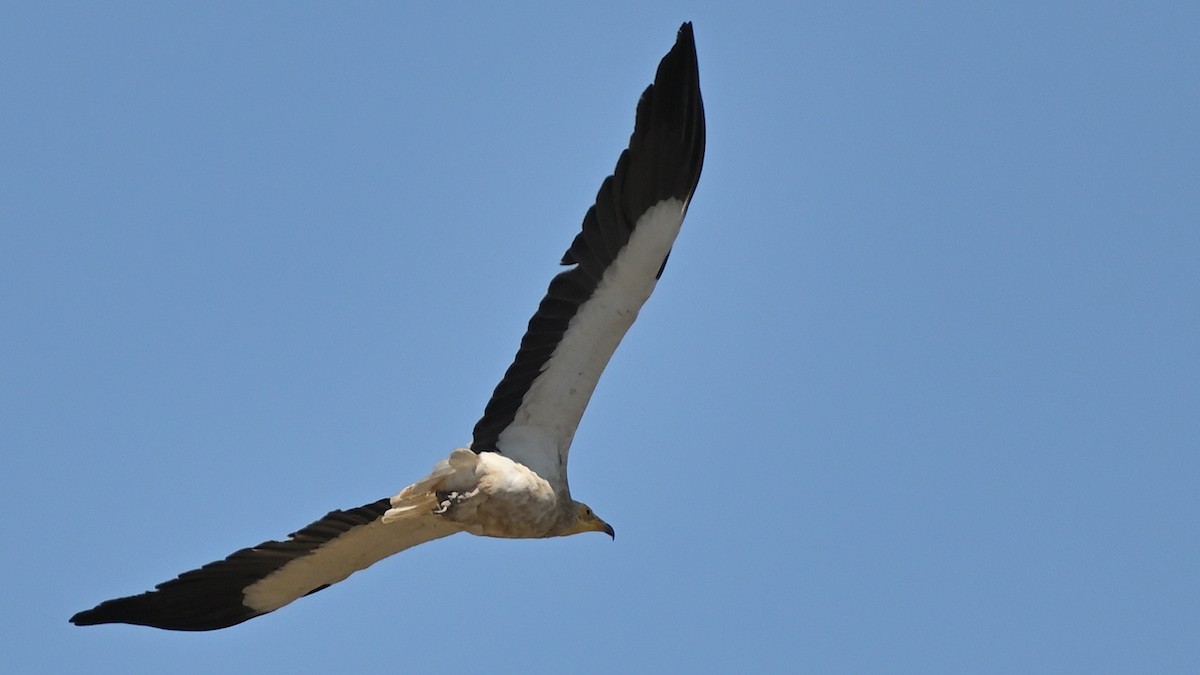 Egyptian Vulture - ML642676880