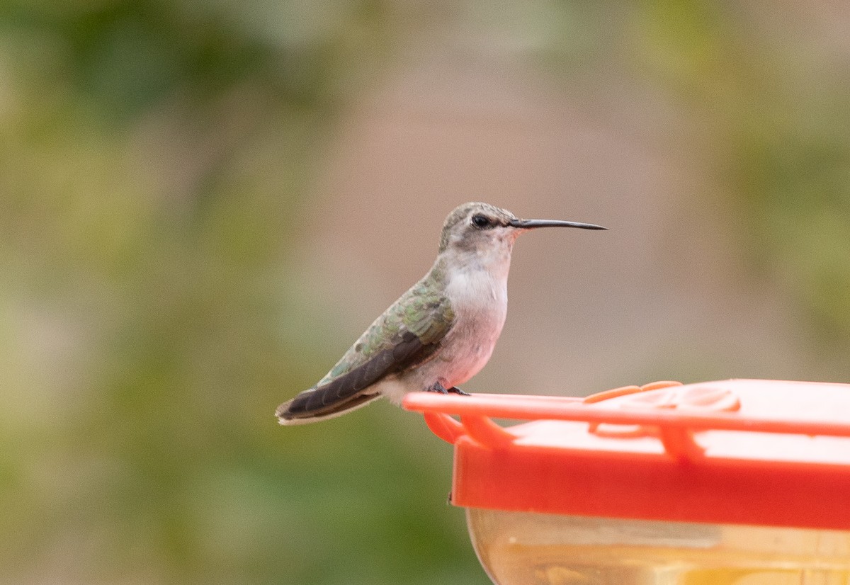 Costa's Hummingbird - ML642676883