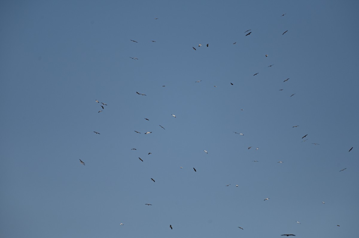 Egyptian Vulture - ML642676884