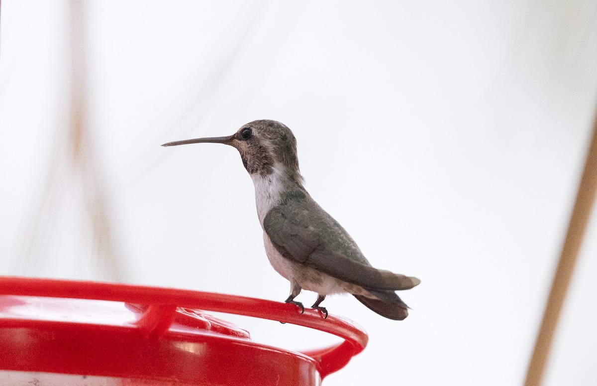 Costa's Hummingbird - ML642676889