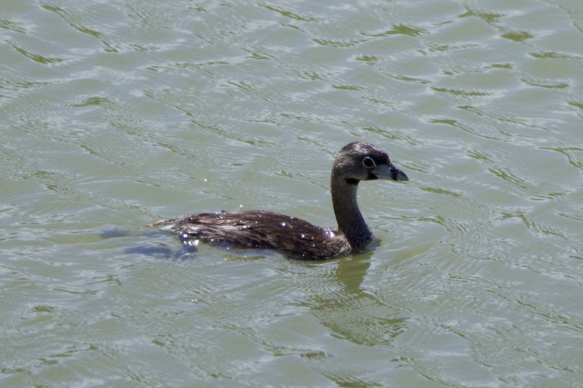 Pied-billed Grebe - ML642676894