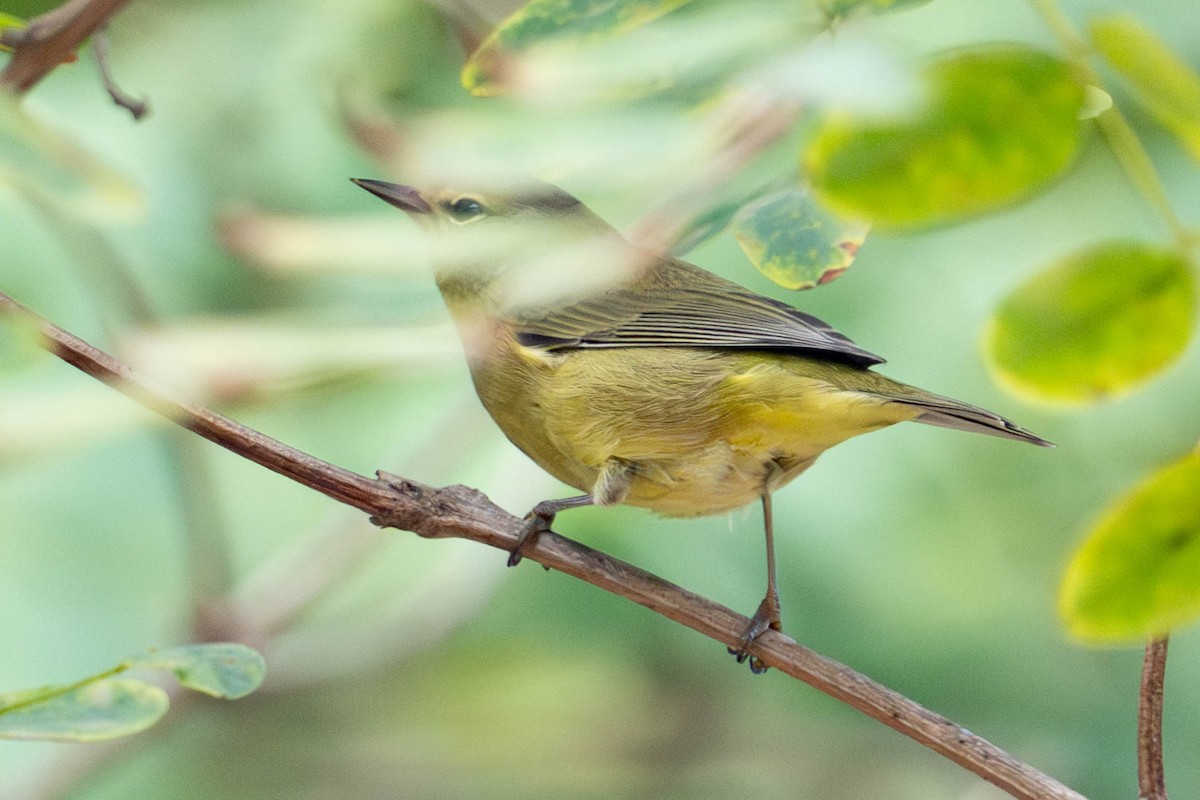 oransjekroneparula - ML642676898