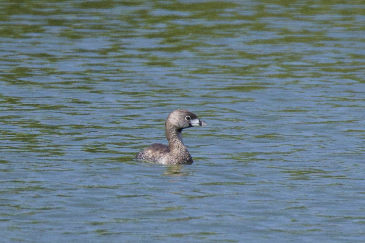 Pied-billed Grebe - ML642676901