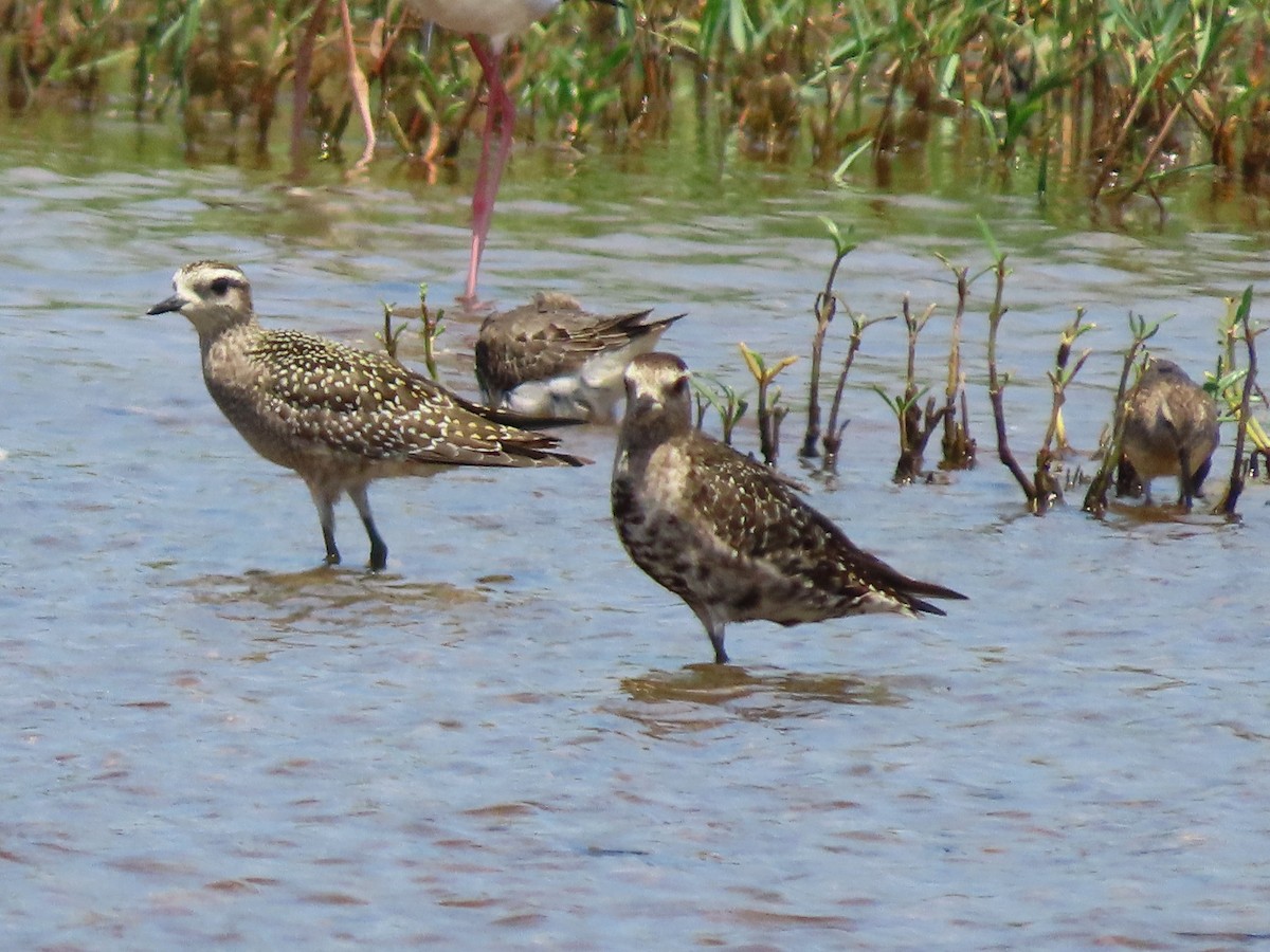 American Golden-Plover - ML642676930