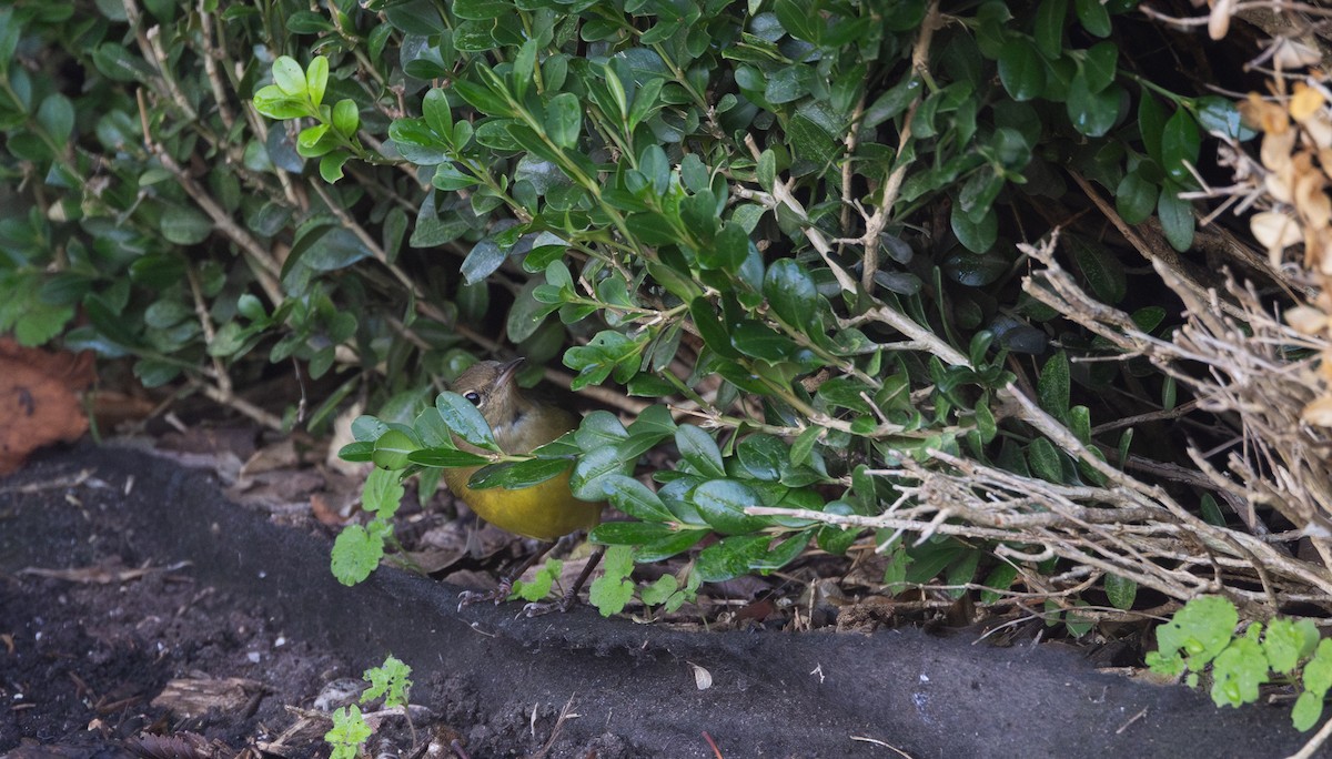 Connecticut Warbler - ML642676936