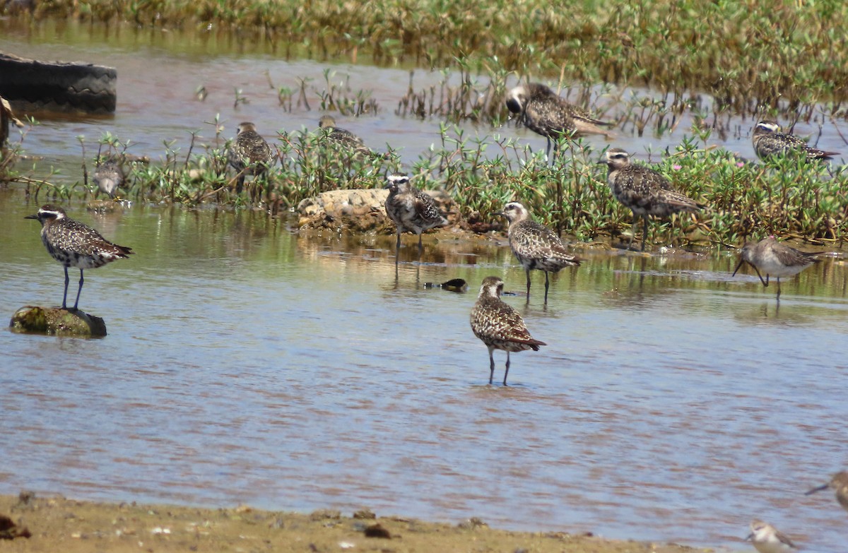 American Golden-Plover - ML642676938