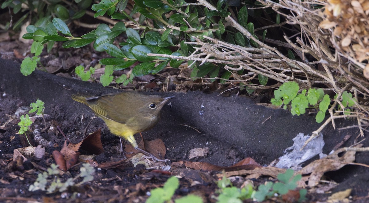 Connecticut Warbler - ML642676939