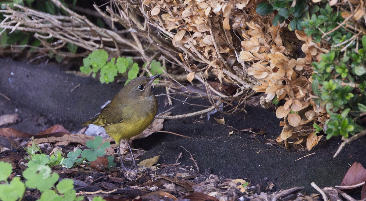 Connecticut Warbler - ML642676949