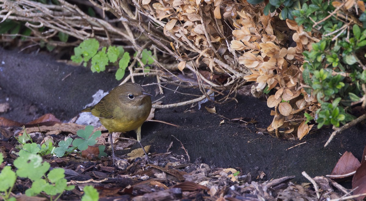 Connecticut Warbler - ML642676950
