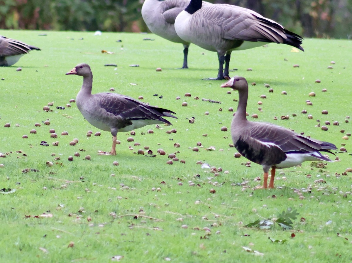 Greater White-fronted Goose - ML642676955