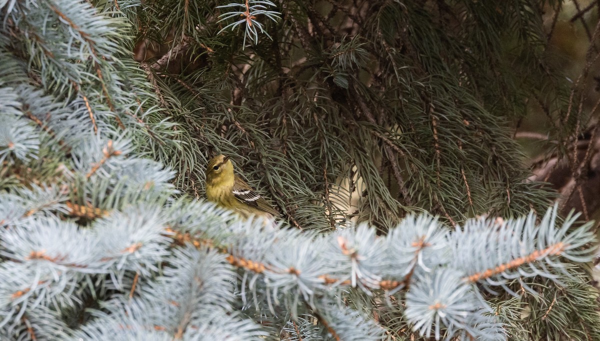Blackpoll Warbler - ML642676956