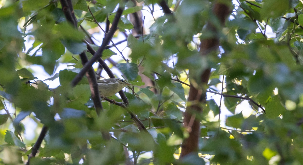 Arctic Warbler - ML642676976