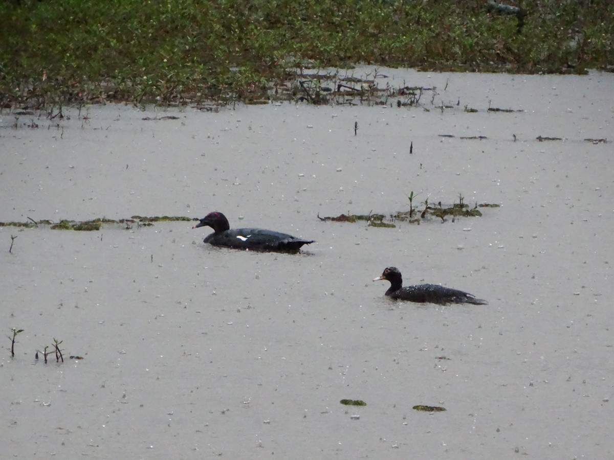 Canard musqué - ML642676980