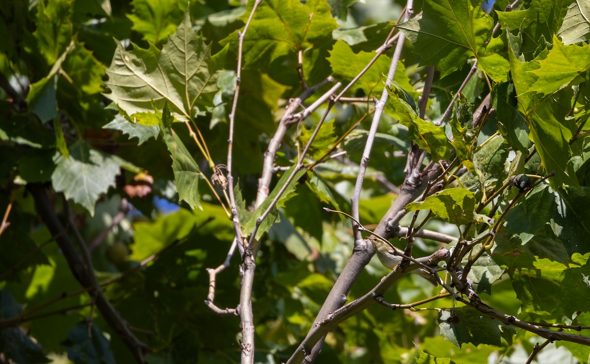 Arctic Warbler - ML642676981