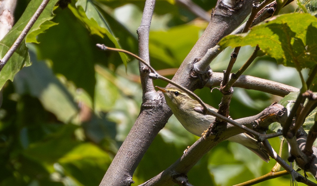 Arctic Warbler - ML642676982