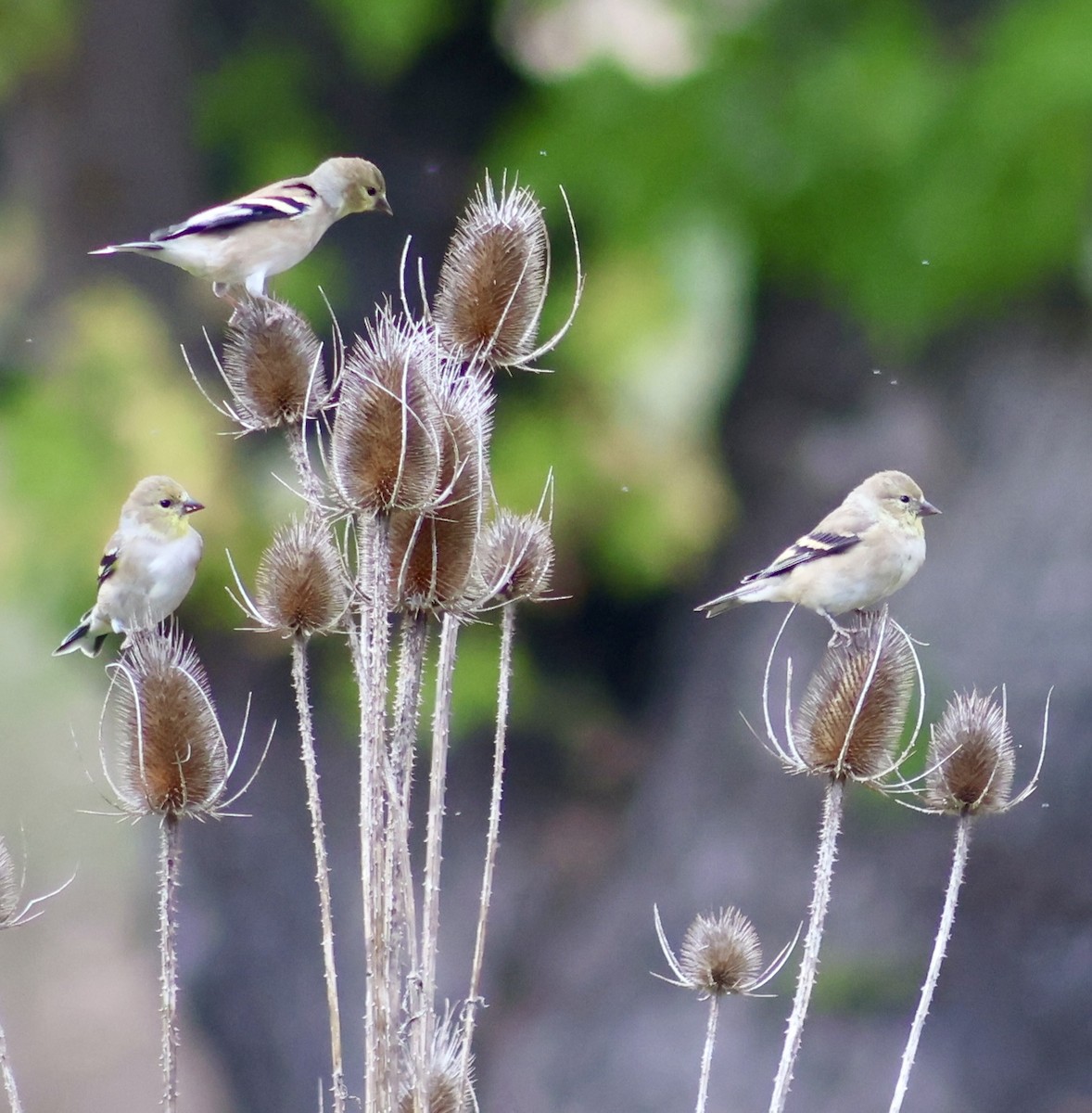 American Goldfinch - ML642676984
