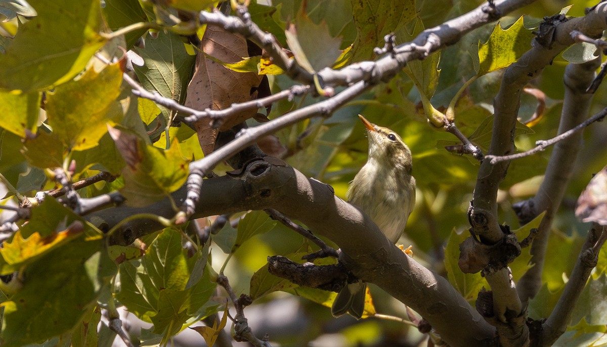 Arctic Warbler - ML642676994