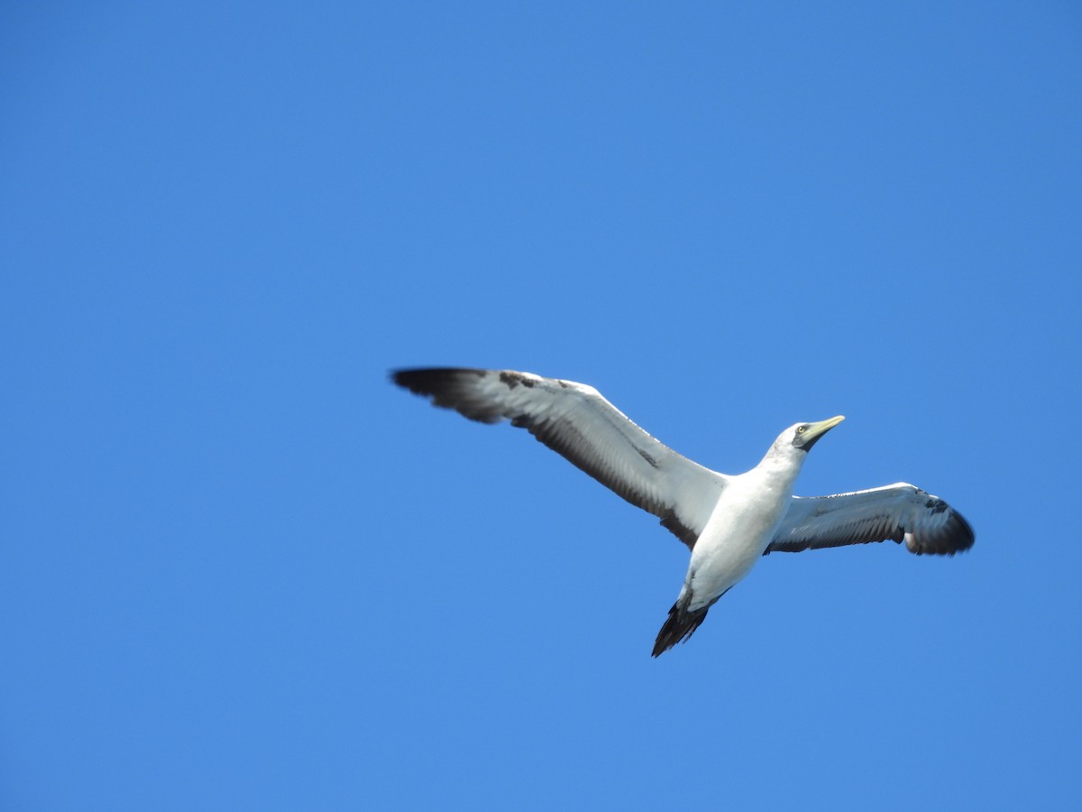 Masked Booby - ML642676995