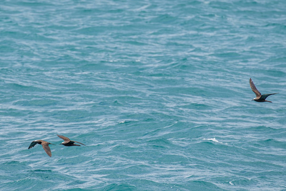 Brown Noddy - ML642676997