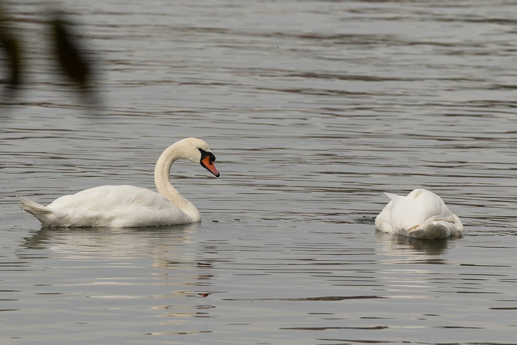 Höckerschwan - ML642677000