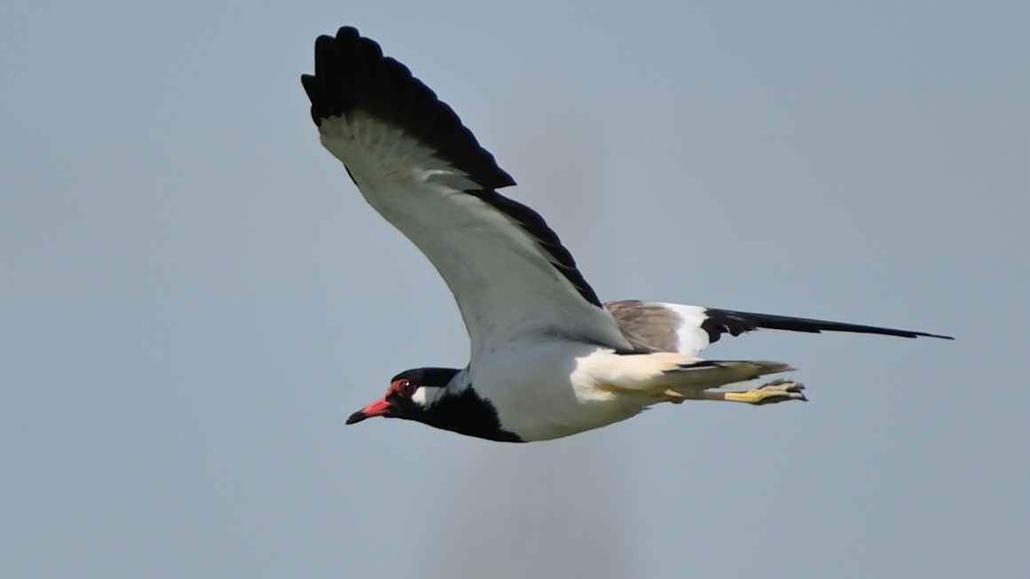 Red-wattled Lapwing - ML642677004