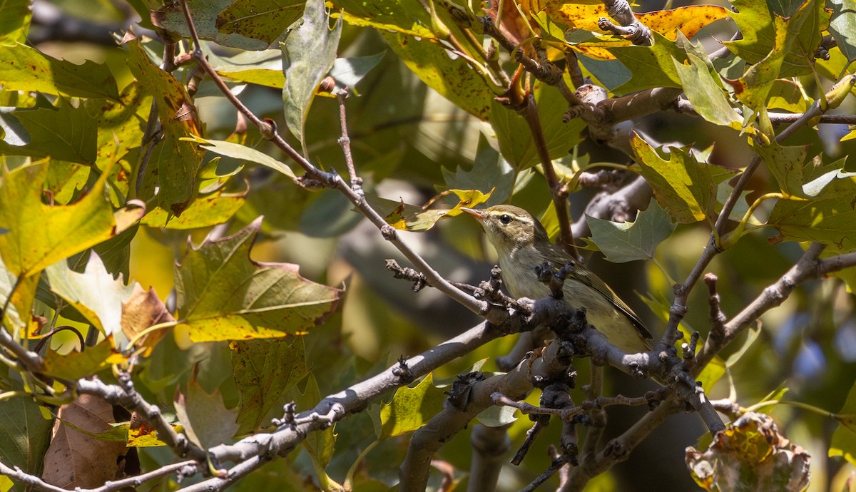 Arctic Warbler - ML642677005