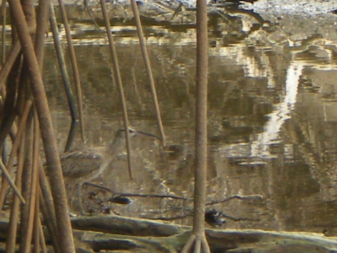Whimbrel - ML642677006
