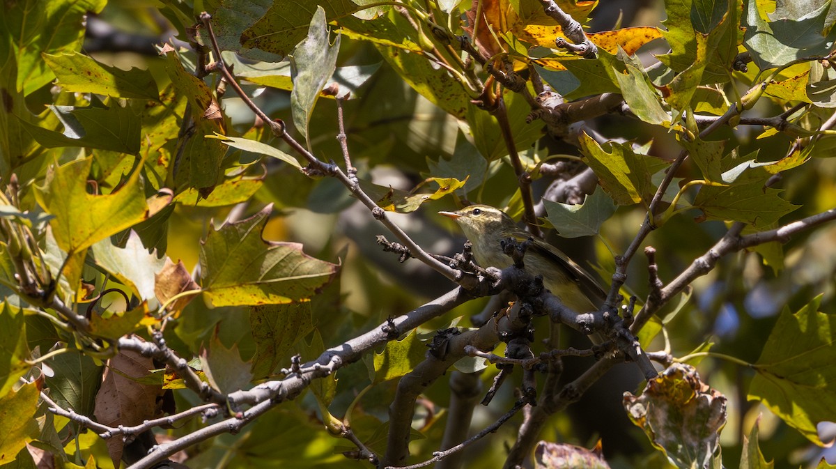 Arctic Warbler - ML642677007