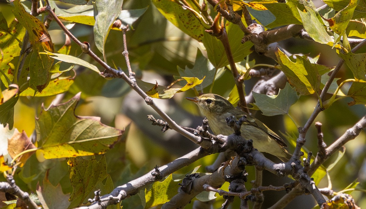 Arctic Warbler - ML642677015