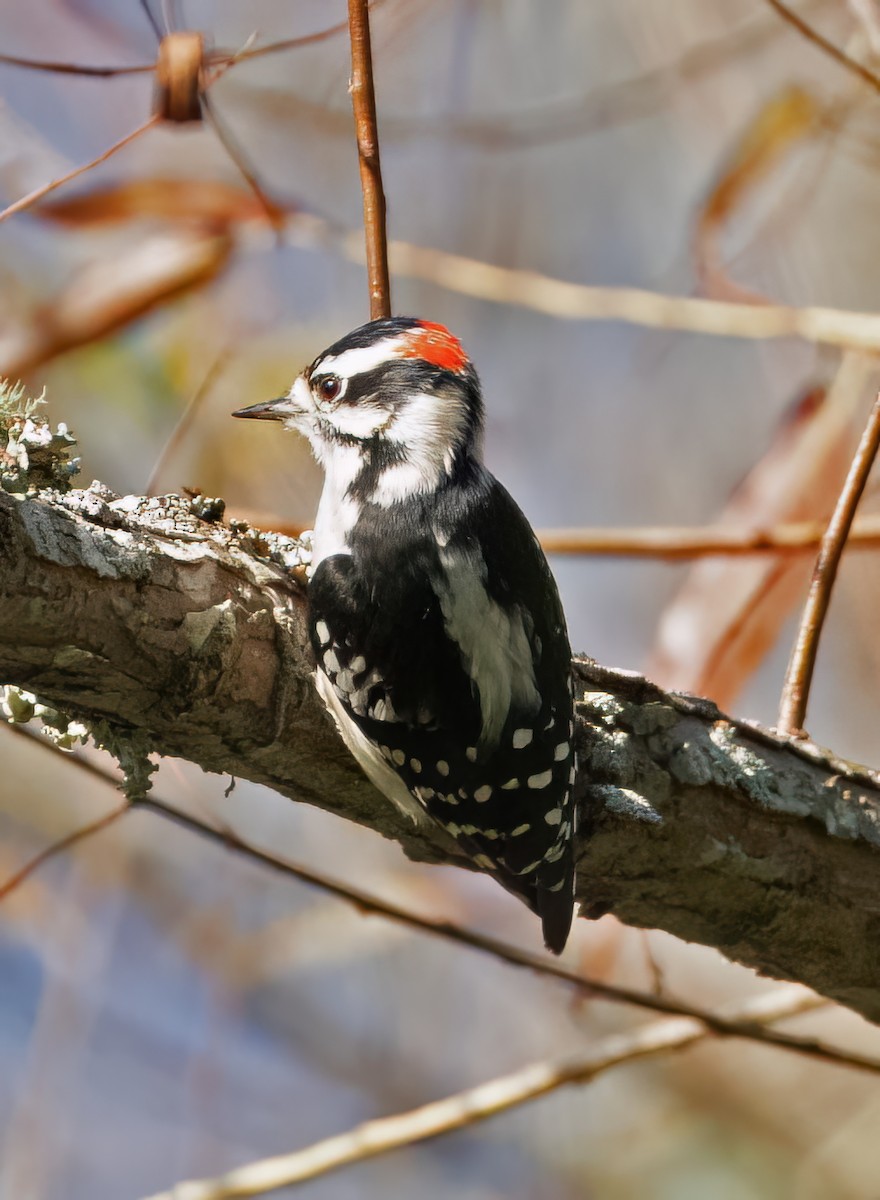 Downy Woodpecker - ML642677017