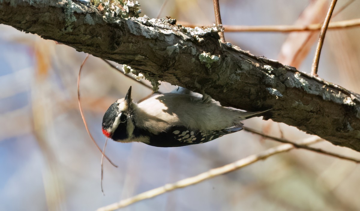 Downy Woodpecker - ML642677018