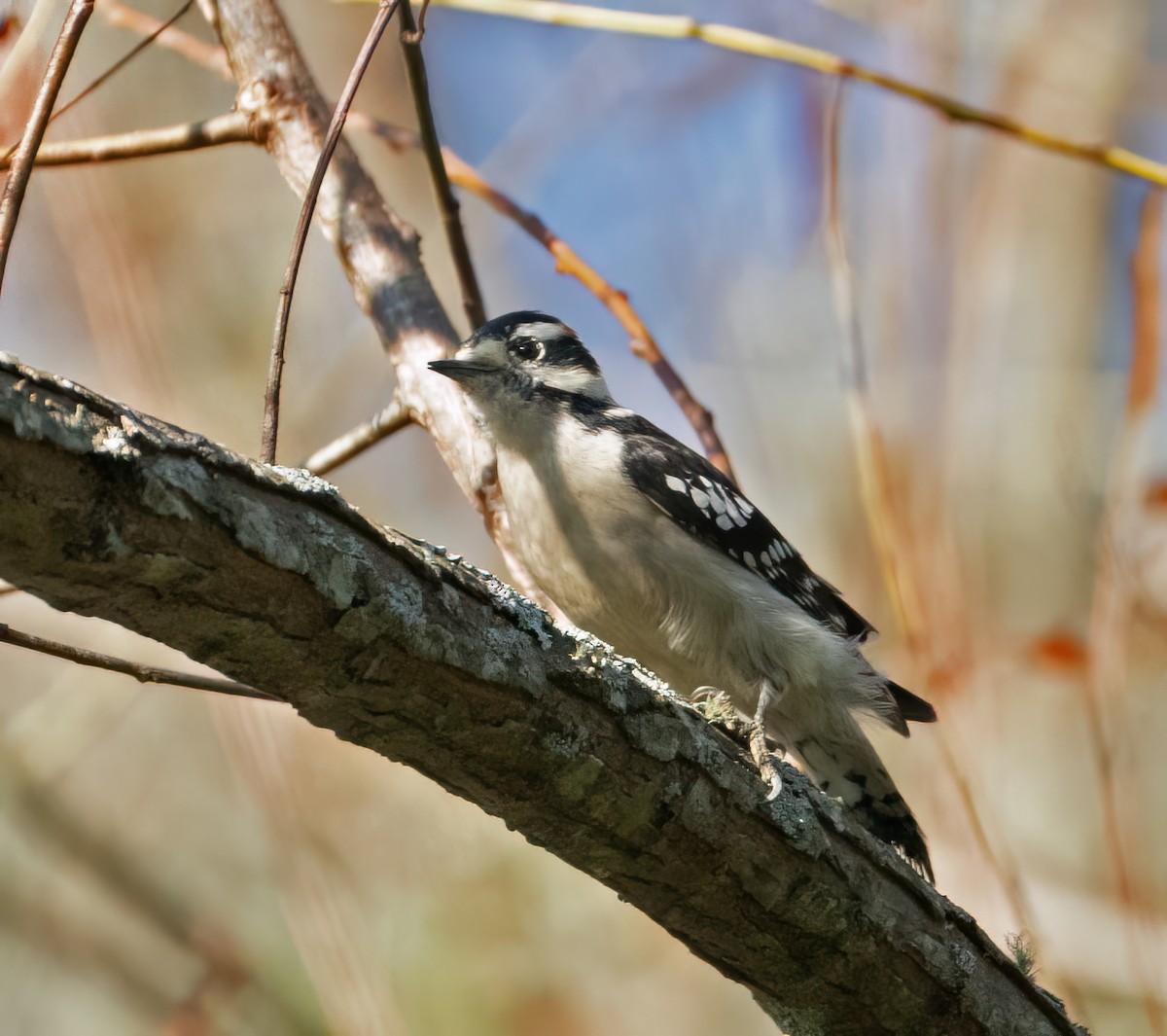 Downy Woodpecker - ML642677019