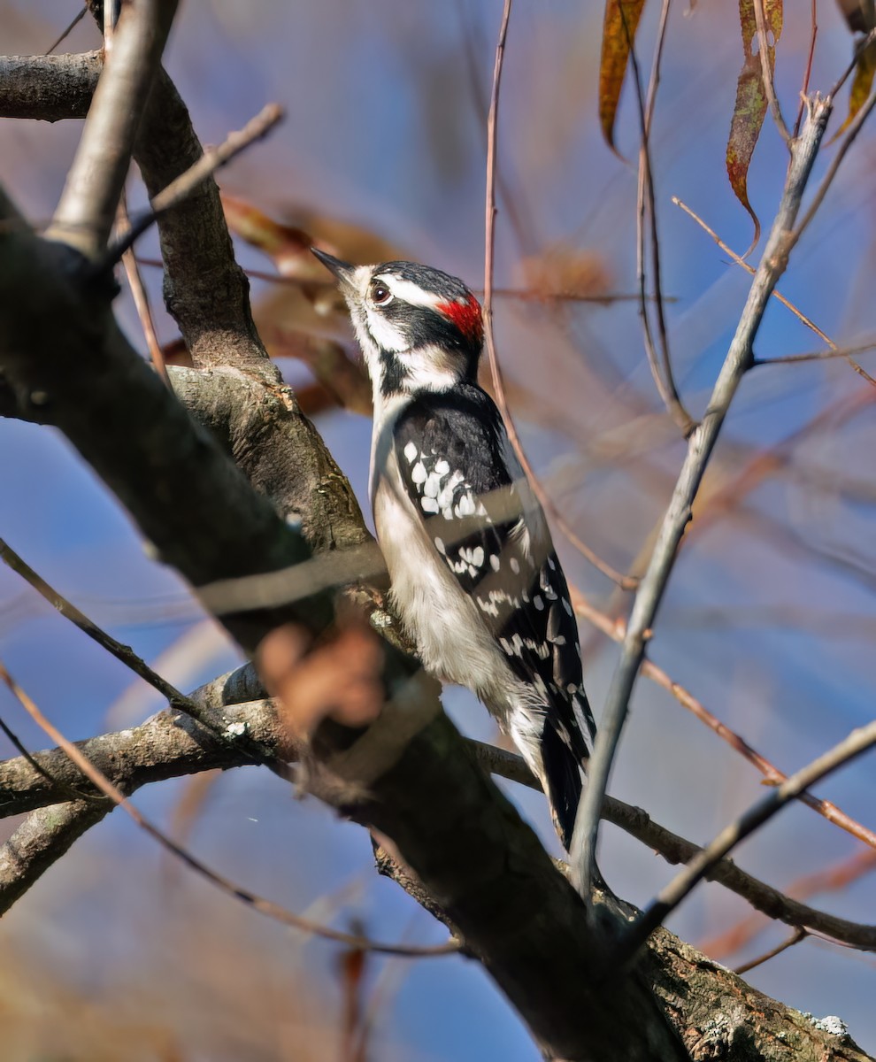 Downy Woodpecker - ML642677020