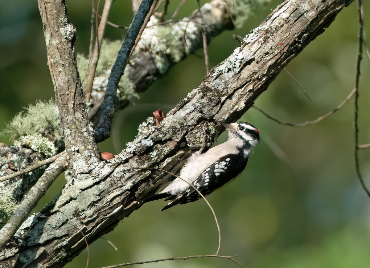 Downy Woodpecker - ML642677021