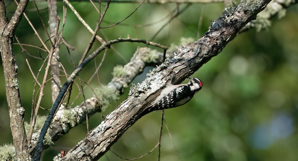 Downy Woodpecker - ML642677022