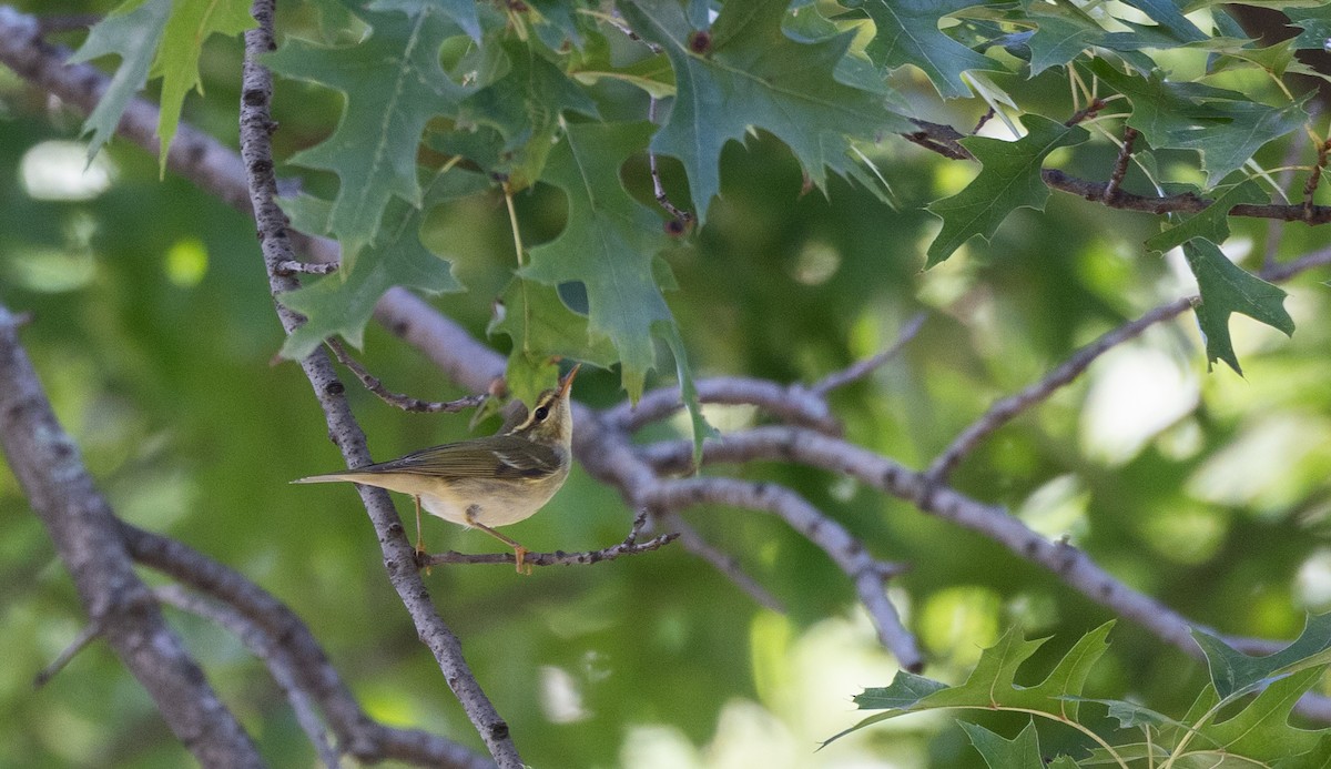 Arctic Warbler - ML642677024