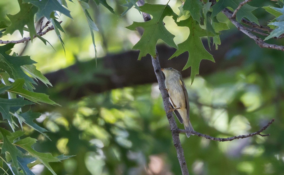 Arctic Warbler - ML642677039